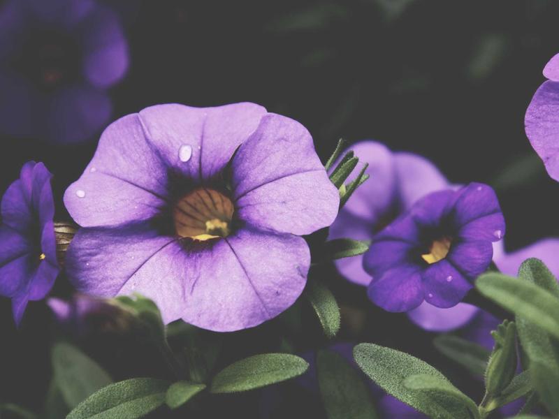 sudoku challenge mode screenshot 2